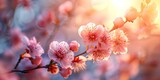 Breathtaking Spring Scene: Cherry Blossoms in Full Bloom. Concept Spring, Cherry Blossoms, Breathtaking Views, Nature Photography, Blooming Trees