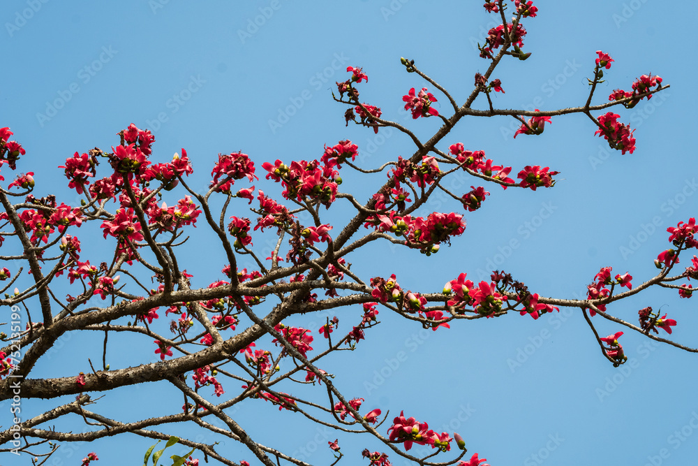 Bombax ceiba. Semul or Silk Cotton tree Bombax ceiba flowers in full bloom in Maharashtra India. Bombax ceiba. Semul or Silk Cotton tree Bombax ceiba flowers in full bloom in Maharashtra India.