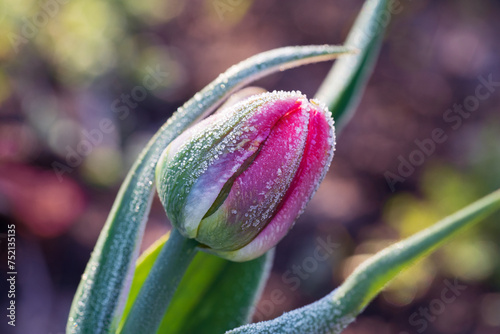 Beautiful tulip flower with frost. Place for text.