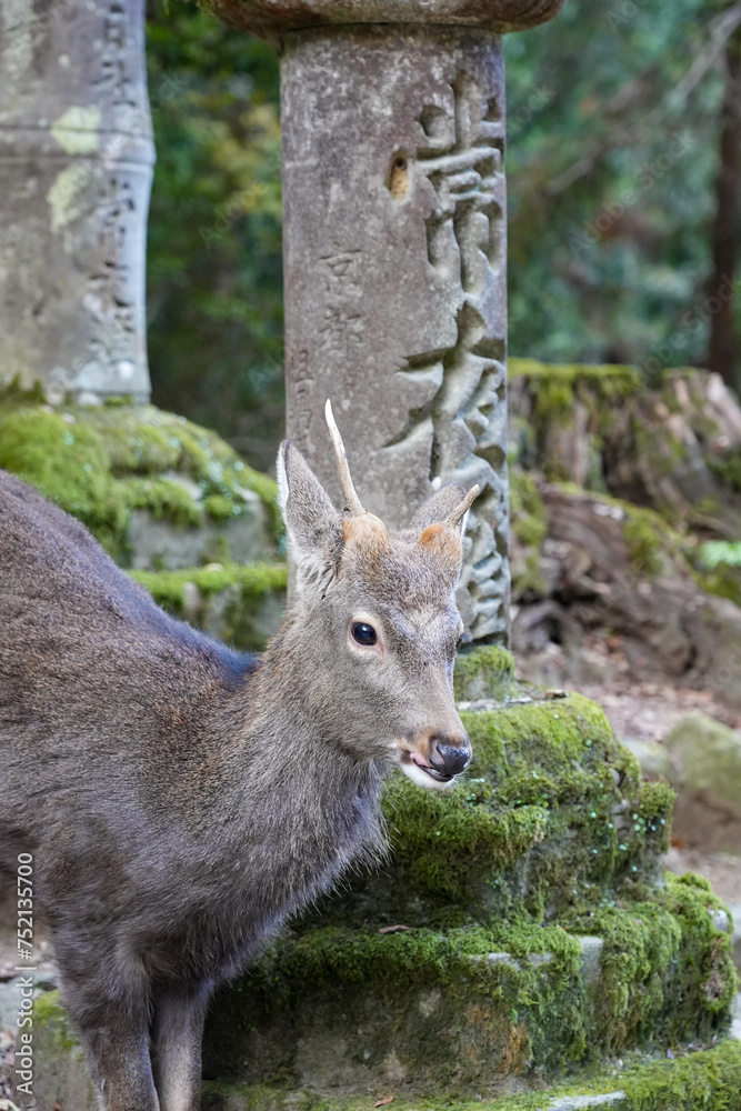 Nara deer in the forest Nara deer in the forest