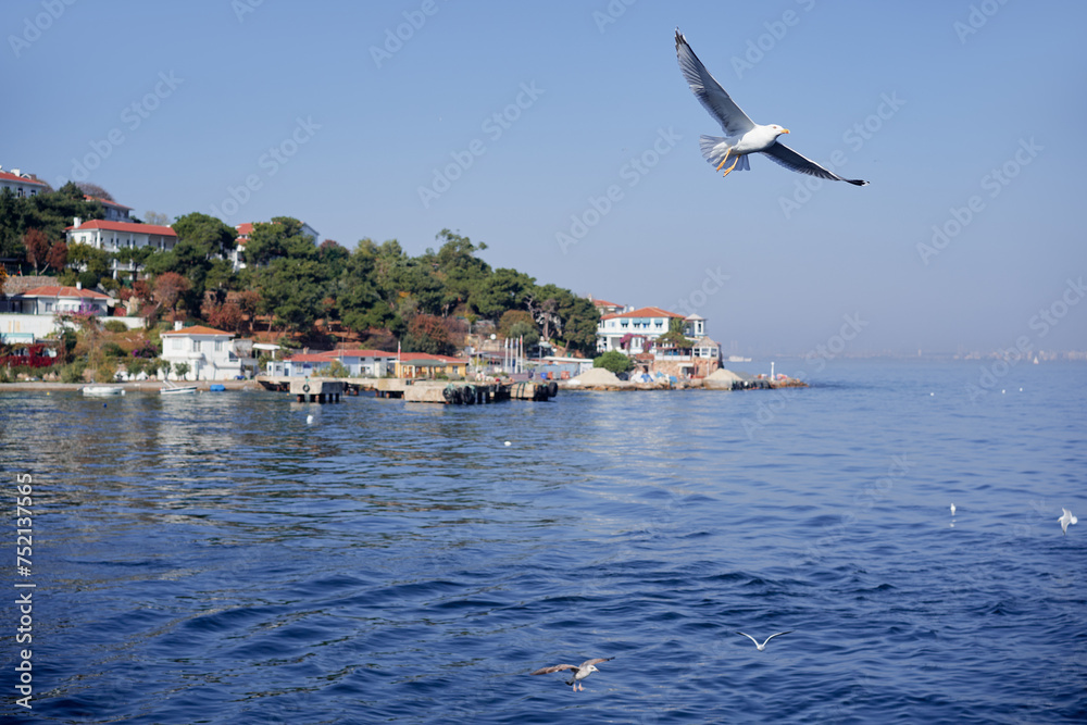 Gull birds flying over the sea