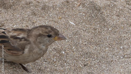 Gorriones en la playa, en la arena, pájaros en la orilla del mar photo