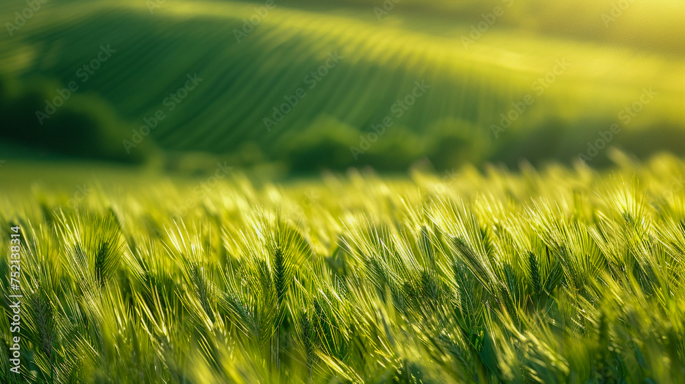 Fine art photography in advertising design a macro scene of green wheat fields and pastoral serenity with thematic elements