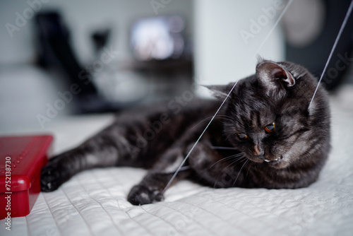 Adorable scottish black tabby cat playing with thread at home © luengo_ua