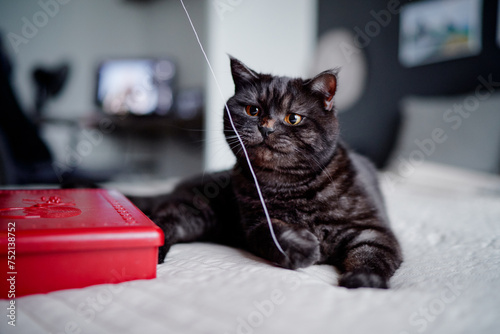 Adorable scottish black tabby cat playing with thread at home © luengo_ua