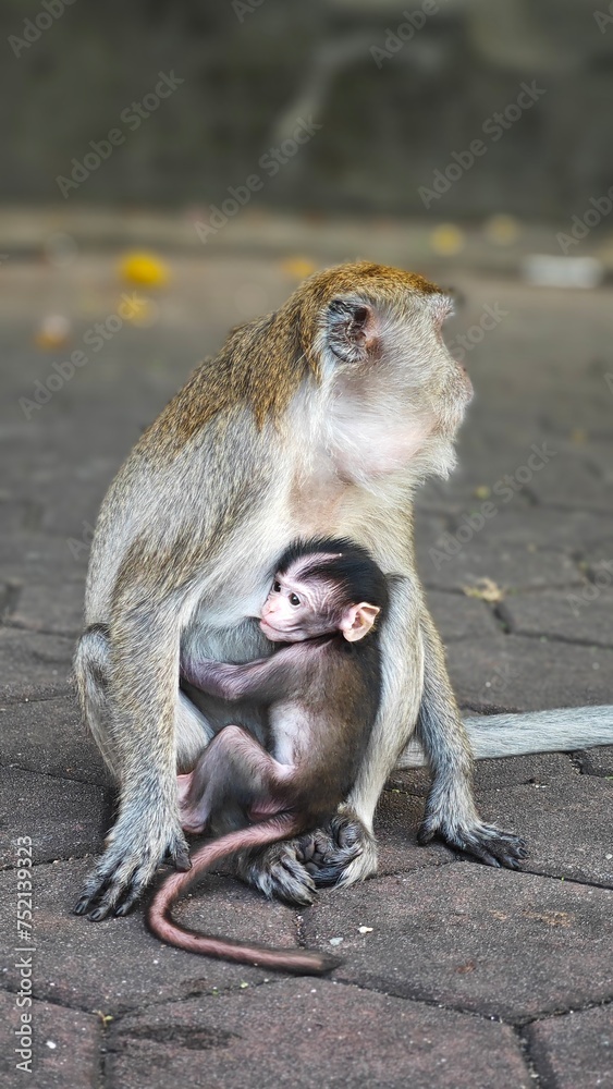 mom and baby monkey mom and baby monkey