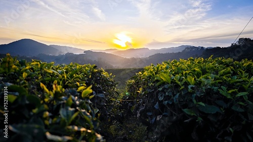 Sunrise in tea plantation in Cameron Highland