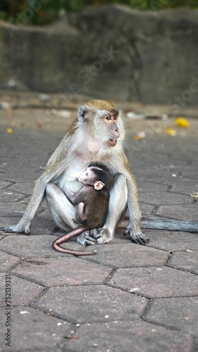 monkey feeding milk to her little baby in a park