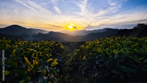 Sunrise in tea plantation in Cameron Highland
