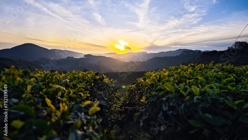 Sunrise in tea plantation in Cameron Highland photo