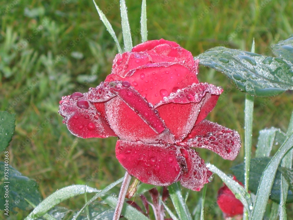 czerwona róża wielkokwiatowa w porannej rosie. - obrazy, fototapety, plakaty 