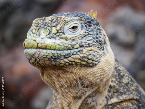 close up of a iguana © Hanlu