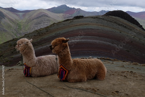 Two  alpacas at the background of amazing landscape in the Rainbow mountain Peru (Vinicunca, Cusco)