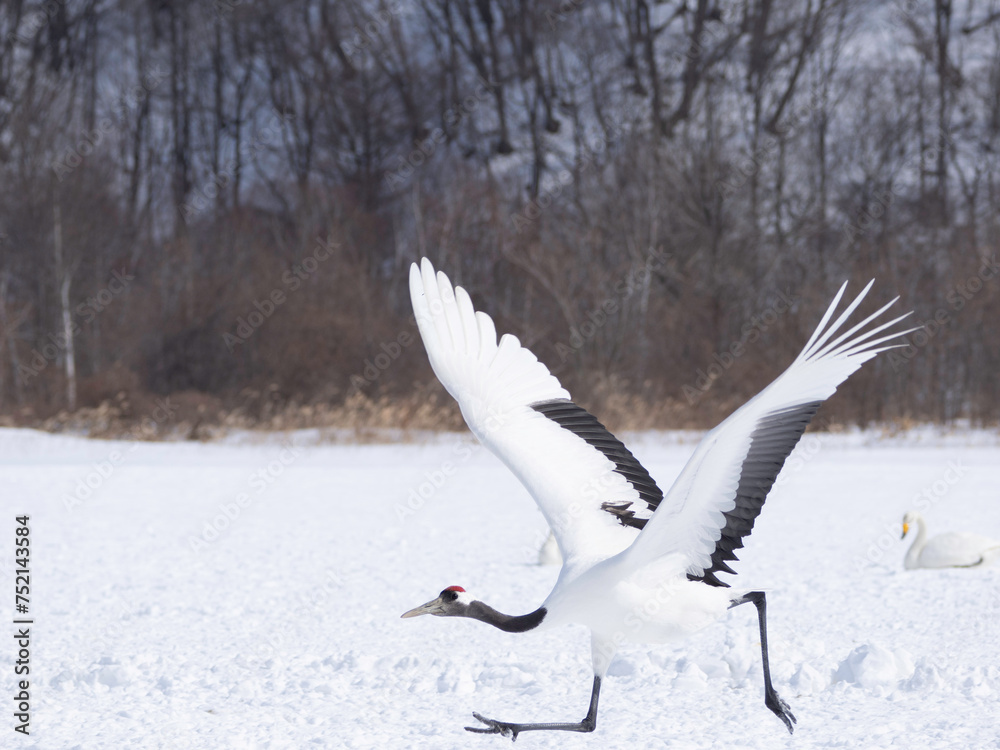 Fototapeta premium Red-crowned Crane taking off