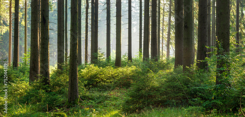Panoramic Sunny Spruce Forest with with thick undergrowth and Morning Fog
