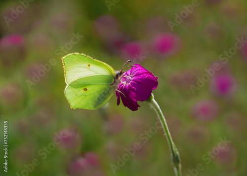 lemon butterfly in the garden photo
