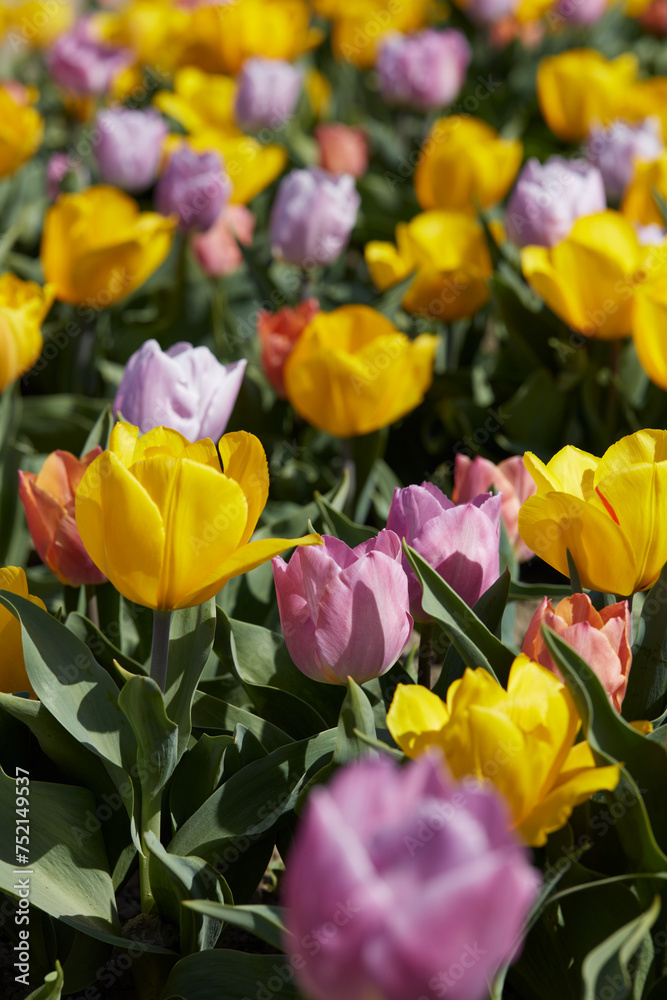 Dwarf tulip flowers in yellow, purple and pink colors texture background in spring sunlight