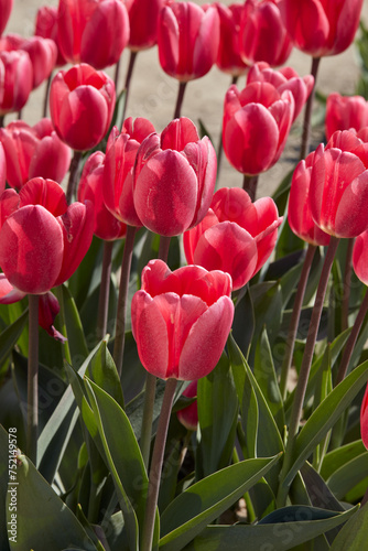 Tulip Rosy Delight, pink flowers in spring sunlight