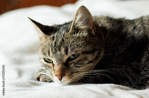 Portrait of a grey, tabby cat with green eyes, relaxing on a fluffy white blanket, peacefully, looking at the camera