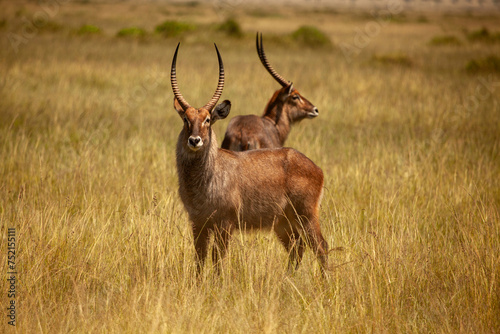 Two waterbucks in savannah grassland