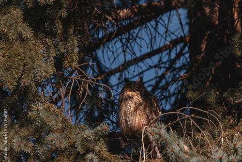 A long-eared owl sits on a tree branch. Portrait of a Eurasian eagle owl. Close-up. Wild nature. Sunny day. photo