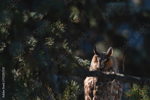 A long-eared owl sits on a tree branch. Portrait of a Eurasian eagle owl. Close-up. Wild nature. Sunny day. photo