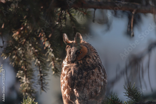 A long-eared owl sits on a tree branch. Portrait of a Eurasian eagle owl. Close-up. Wild nature. Sunny day. photo