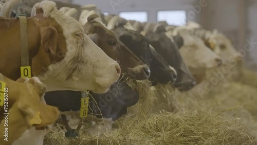 cows in a farm eating fodder