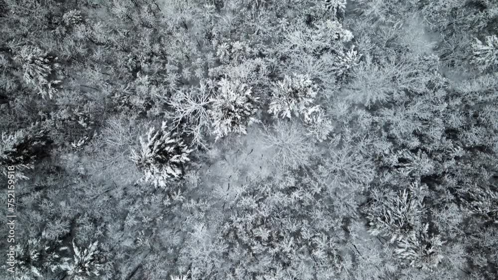 snow covered pine trees overhead aerial drone