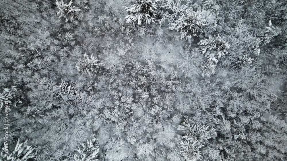 snow covered pine trees overhead