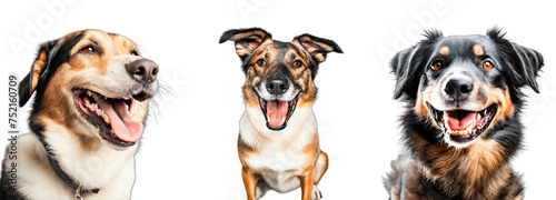 Three cheerful mixed-breed dogs, individual PNG images with transparent backgrounds. photo