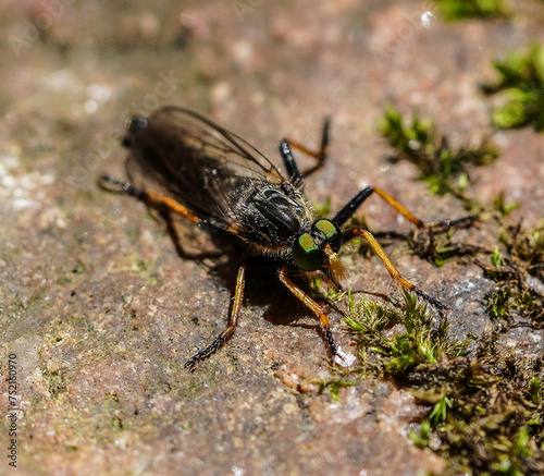 Closeup of a robber fly (Asilidae) on mossy surface devoid of foliage
