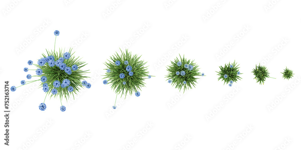 Blue oramental onion trees collection of top view isolated on transparent background - obrazy, fototapety, plakaty 