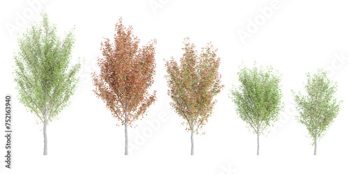 Freeman maple Trees isolated on white background, tropical trees isolated used for design, advertising and architecture photo