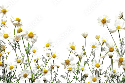 Chamomile Flower Collage Isolated On Transparent Background