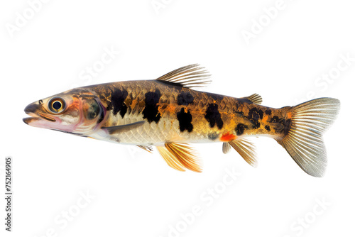 Barracuda isolated on transparent background