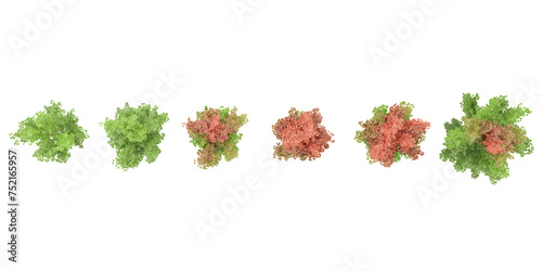 set of Freeman maple Americana flowers plants rendered from the top view, 3D illustration photo