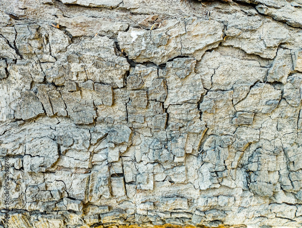 seamless tree bark texture background, texture of the trees in the forest, tree bark texture background nature seamless tree bark texture background, texture of the trees in the forest, tree bark texture background nature
