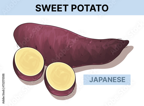 Japanese sweet potato. Vector illustration isolated on white. 