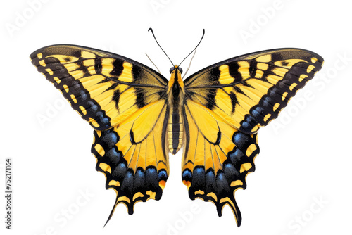 Beauty of the Eastern Tiger Swallowtail Isolated On Transparent Background