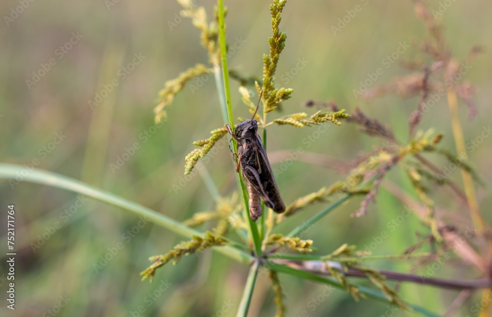 Closeup of Grasshopper Insect on a Grass Plant with Selective Focus Closeup of Grasshopper Insect on a Grass Plant with Selective Focus