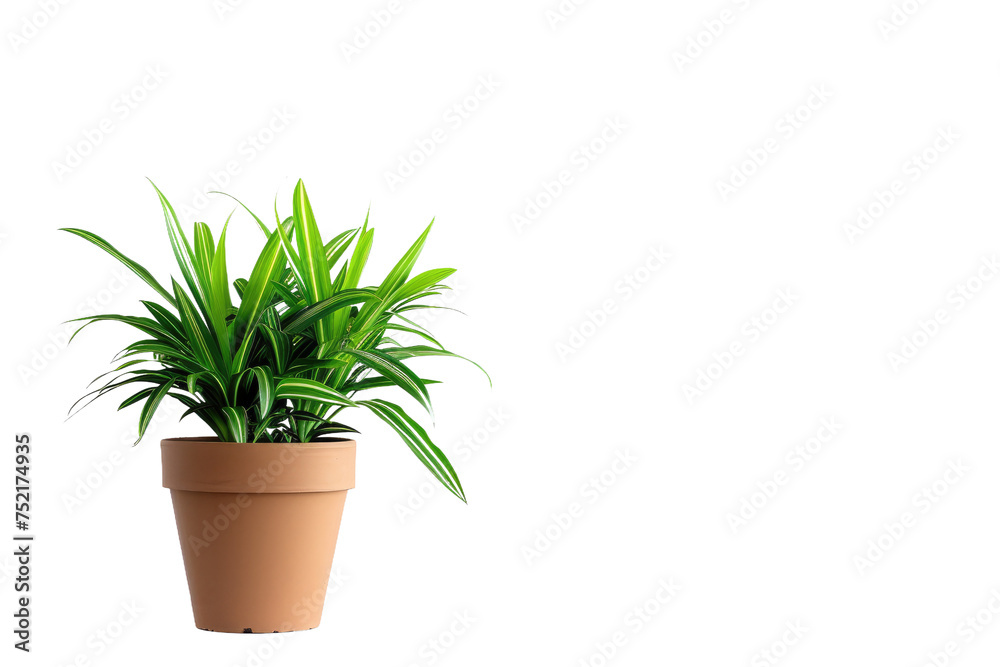 House Plants in Pots Isolated On Transparent Background