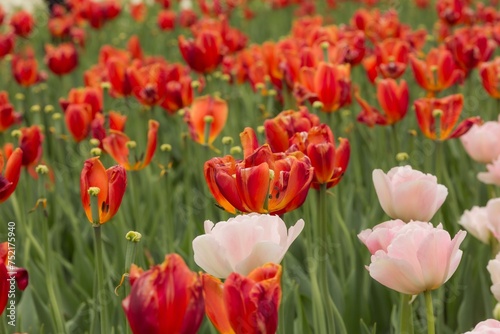 Chill-kissed Blossoms: Tulips Braving Winter\'s Cold, Nature\'s Resilient Spirit in Frozen Soil.