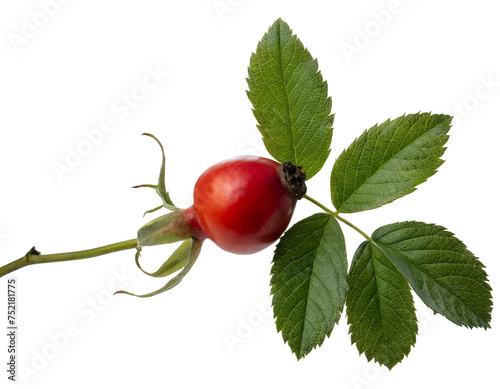 Rosehip with leaves isolated on white background