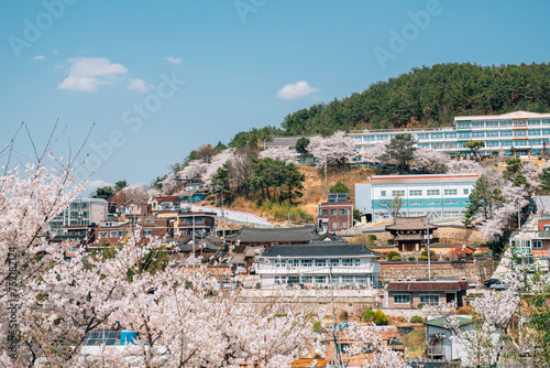 Obraz na płótnie View of cherry blossoms village in Miryang, Korea w salonie