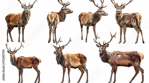 Beautiful view of set of deer on white background