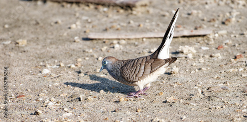 Javan turtle dove or geopelia striata that search for food on the ground photo