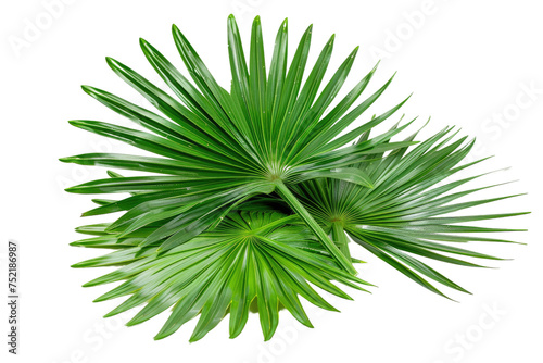 Exotic Palm Leaf Arrangement Isolated On Transparent Background