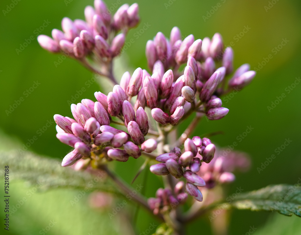 Closeup shot of a blooming Sweet Joe Pye Weed flower in spring. Closeup shot of a blooming Sweet Joe Pye Weed flower in spring.