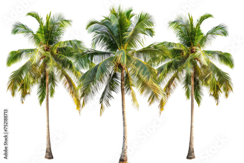 Trio of Coconut Palm Trees Isolated On Transparent Background